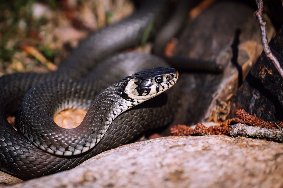 the snake poem pdf